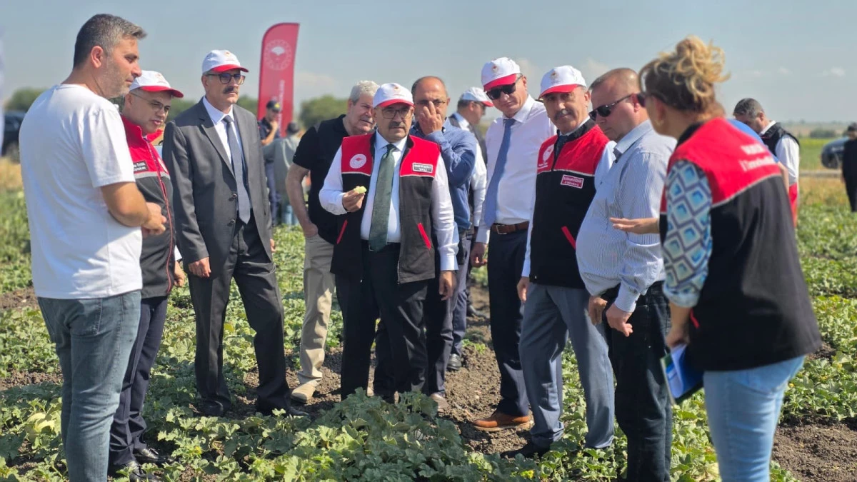 Balıkesir'de ata tohumuyla yetiştirilen beyaz kavunun hasadı başladı