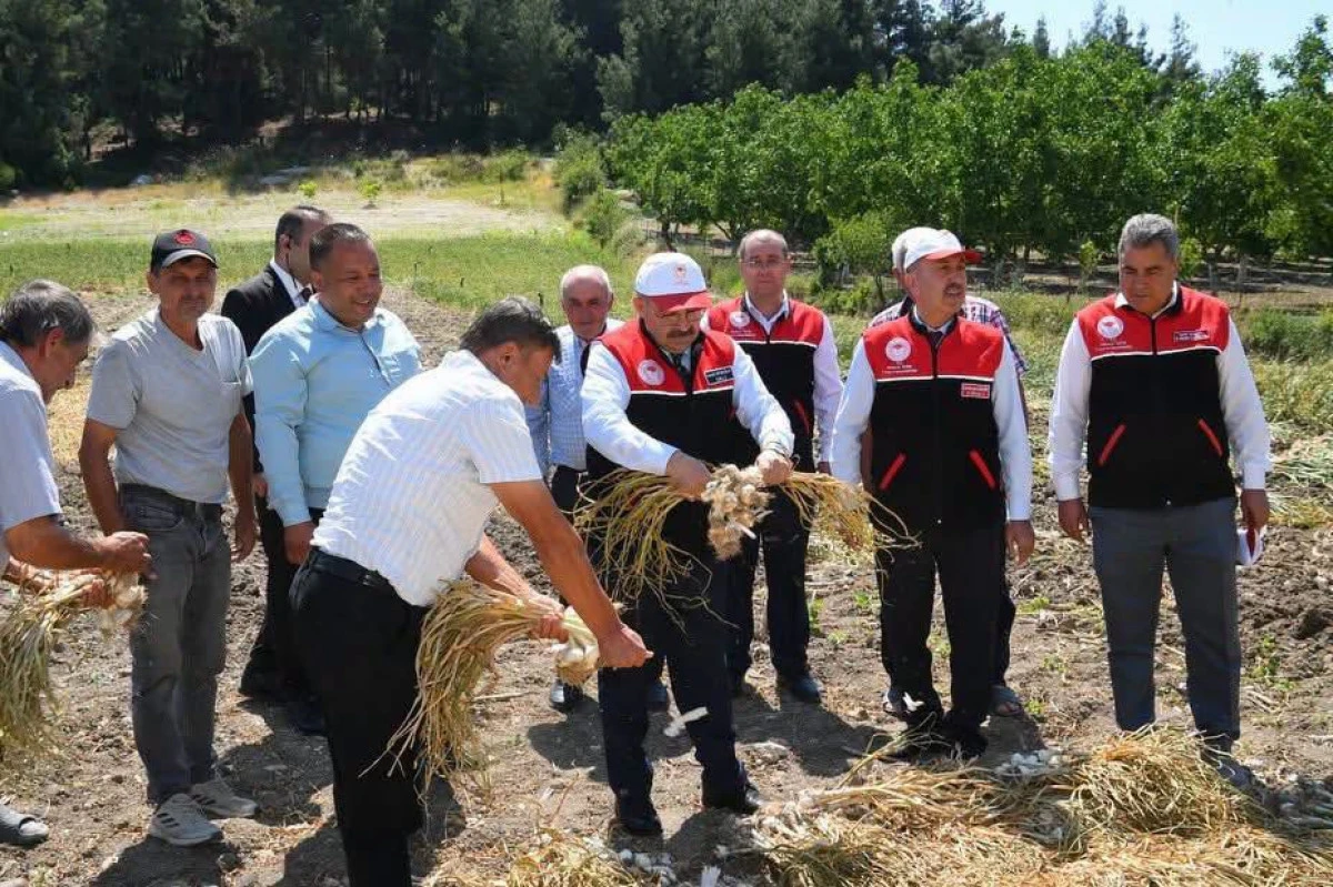 Balıkesir&rsquo;in Beyaz Altınında Hasat Zamanı: Cinge&rsquo;de Sarımsak Mesaisi S&uuml;r&uuml;yor