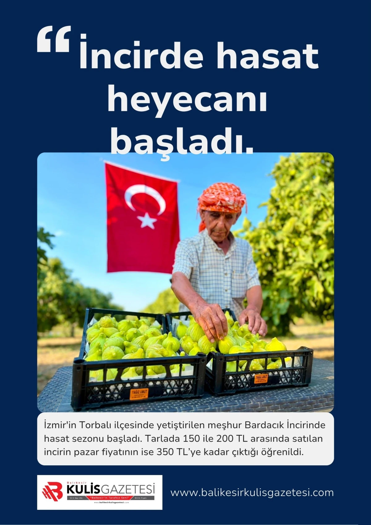 Bardacık incirinde hasat heyecanı başladı 