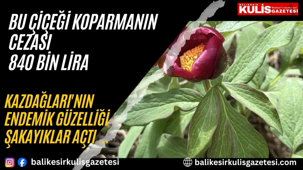 Bu &ccedil;i&ccedil;eği koparmanın cezası 840 bin lira  