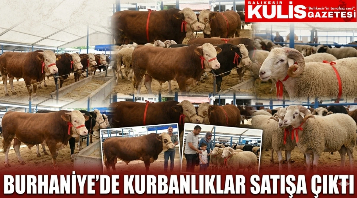 Burhaniye&rsquo;de kurbanlıklar satışa &ccedil;ıktı
