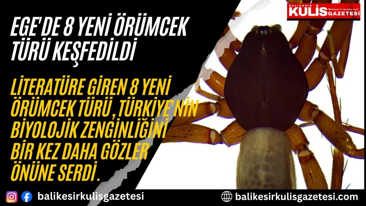 Ege'de 8 yeni &ouml;r&uuml;mcek t&uuml;r&uuml; keşfedildi 