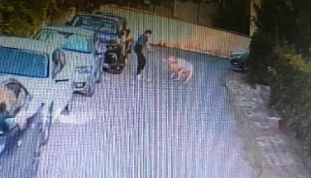 Kangal köpeği başka bir köpeği parçaladı, olayı gören sahibi kalp krizi geçirdi