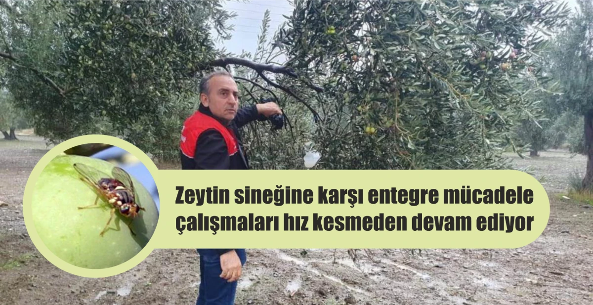 Zeytin sineğine karşı entegre m&uuml;cadele &ccedil;alışmaları hız kesmeden devam ediyor